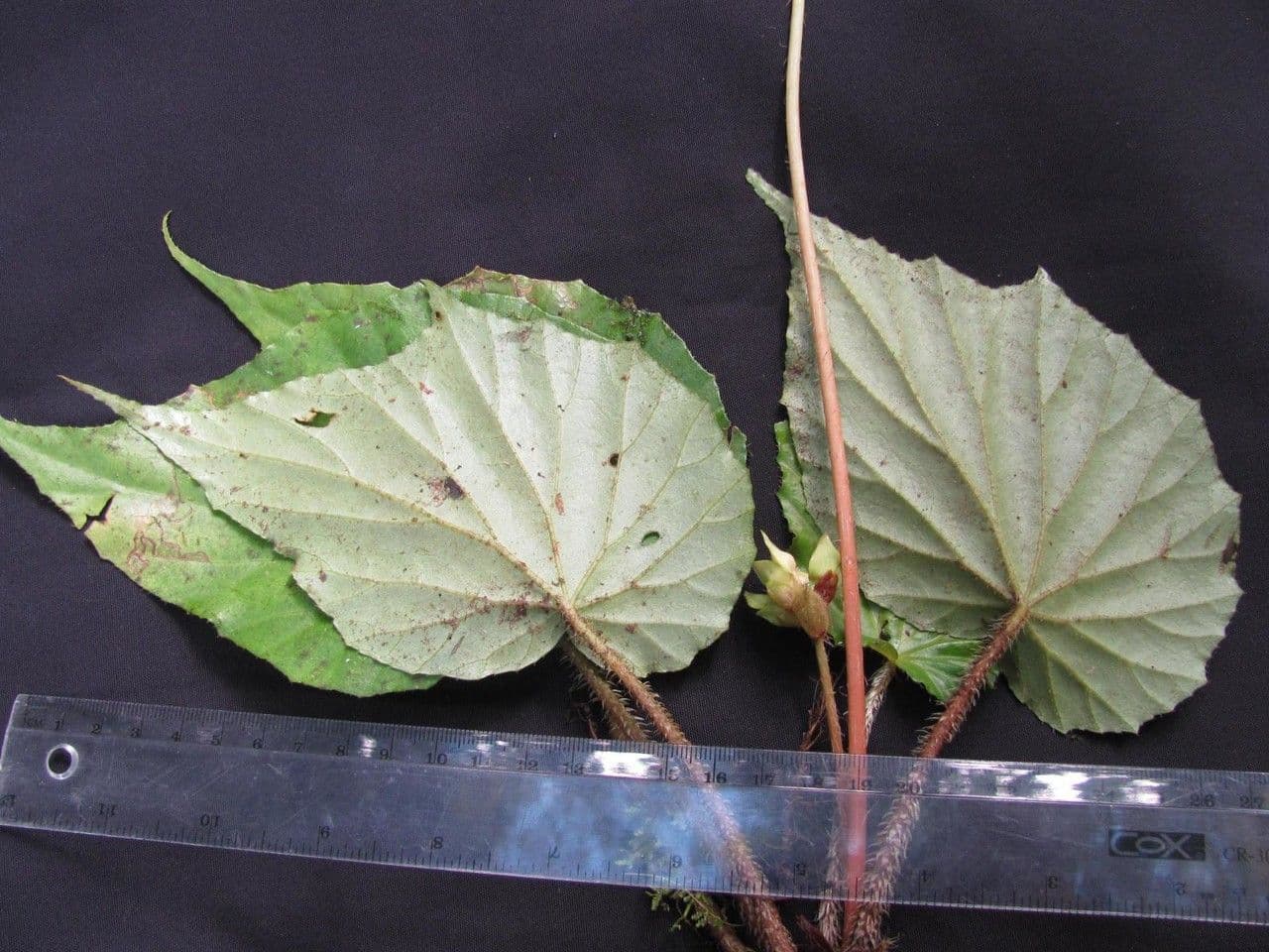 Begonia 23