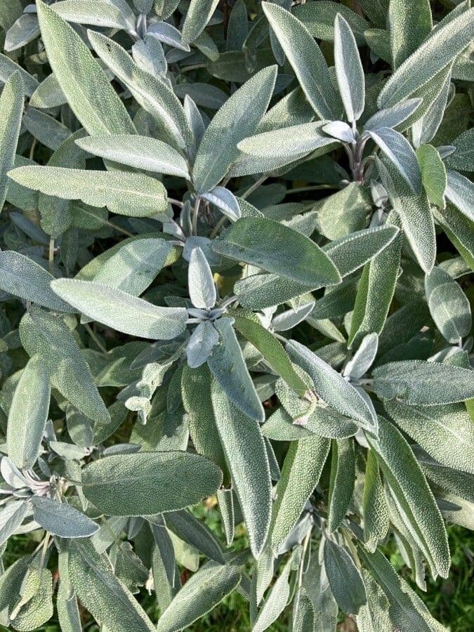 Šalvia lekárska 26