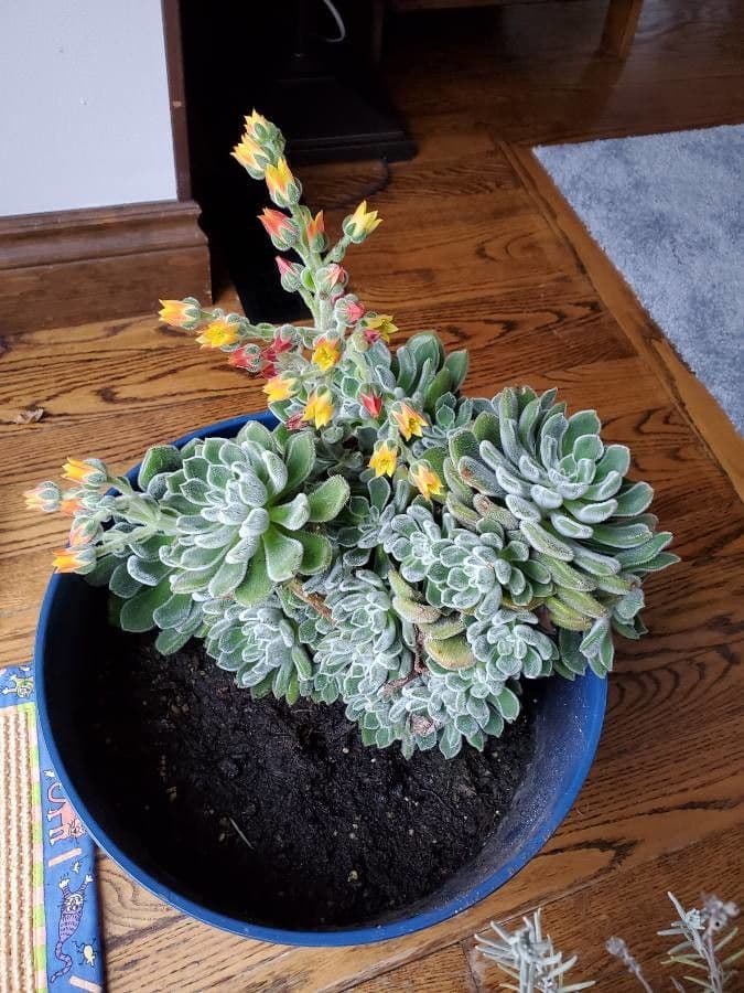 Echeveria 7