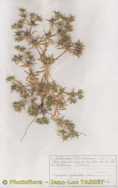 Panicaut 7