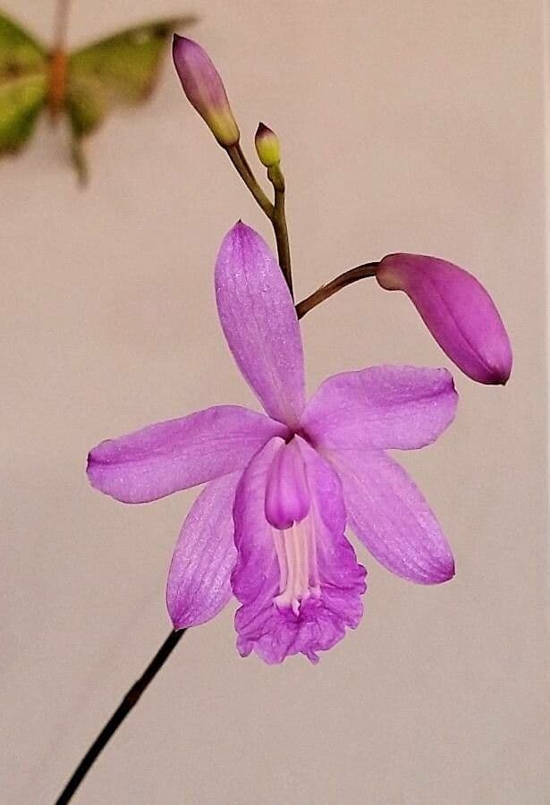 Epistephium sclerophyllum 3