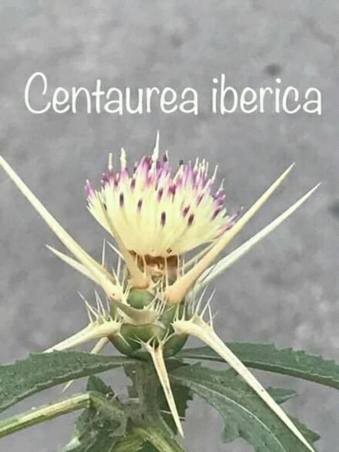 Fiordaliso iberico 7