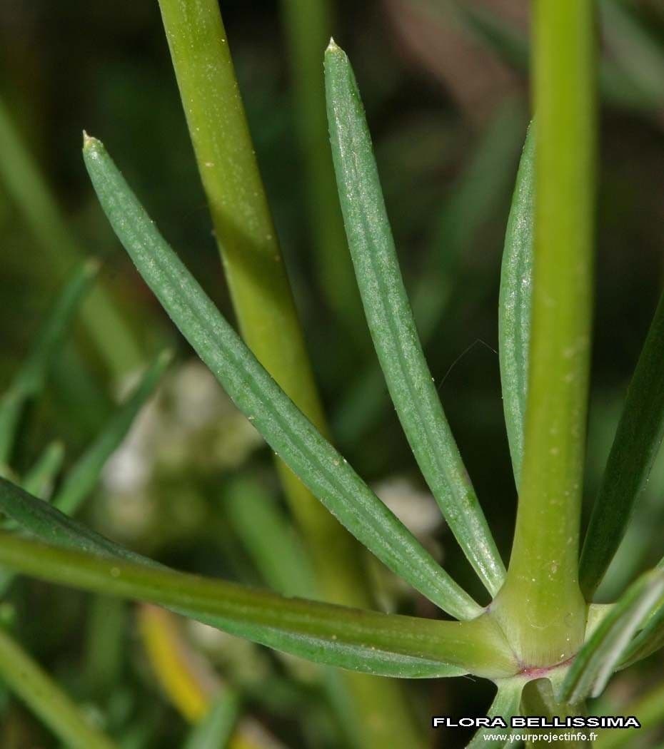 Rubia glauca 25