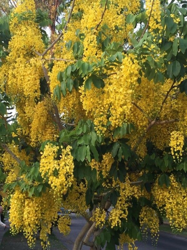 Cassia 13
