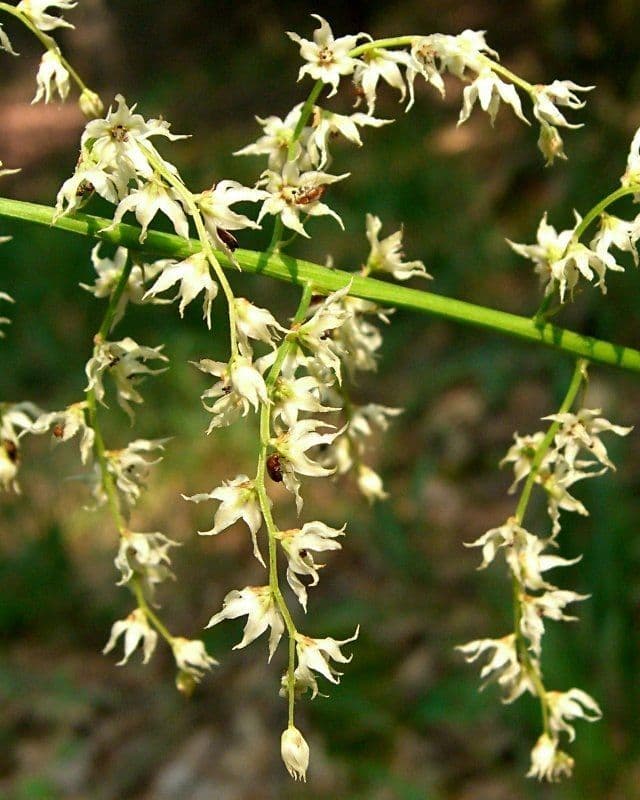 Stenanthium trávolisté 5