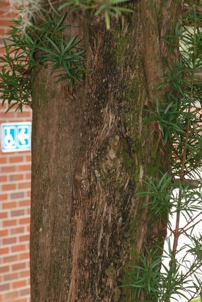 Podocarpus macrophyllus 24
