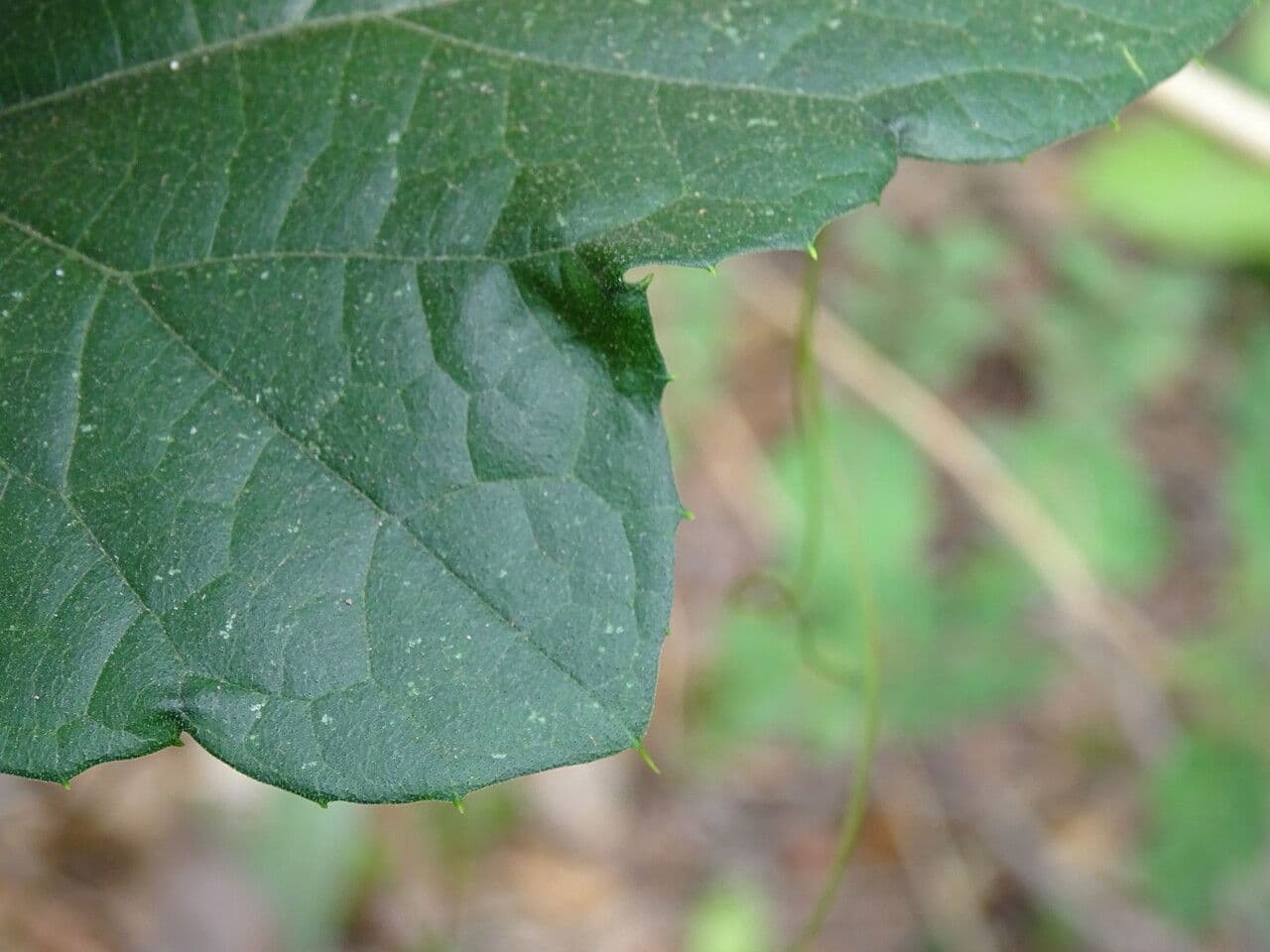 Cayaponia 2