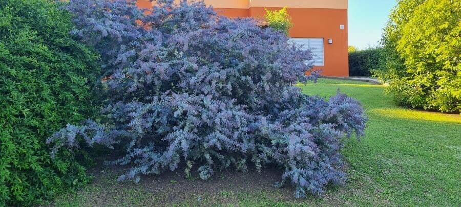 Acacia di Bailey 12