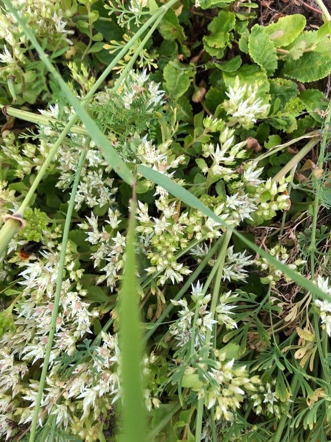 Sedum ternato