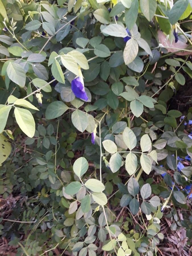 Clitoria ternatea 12
