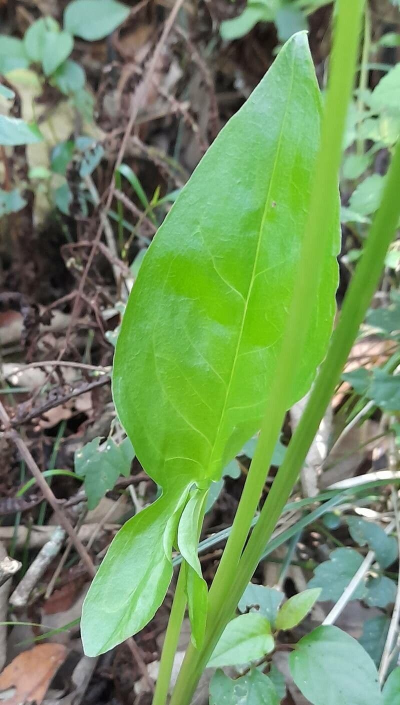 Spathicarpa 5