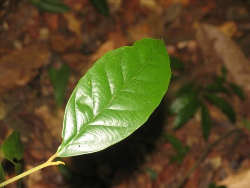 Discophora 4