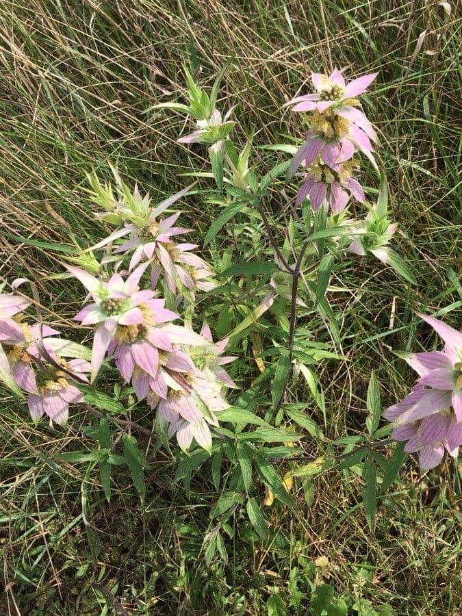 Gefleckte Monarde 15