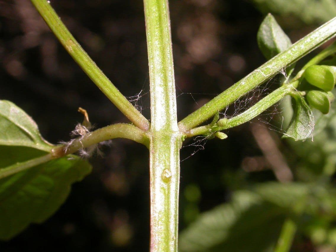 Scutellaria 21