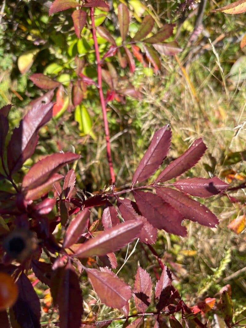 Rosa 21