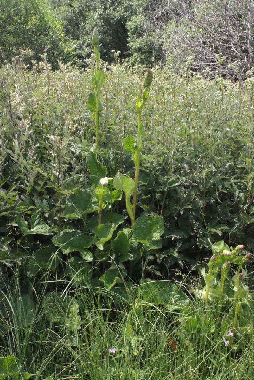 Sibirisches Greiskraut 12