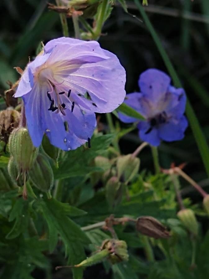 Géranium des prés 8