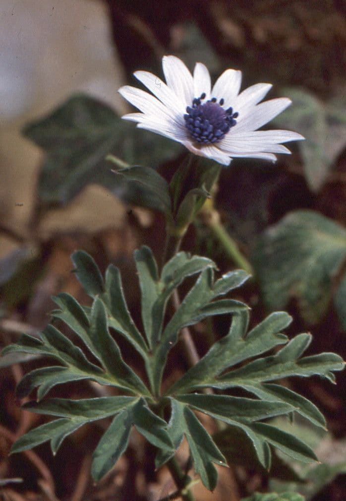 Anemone dei giardini 10