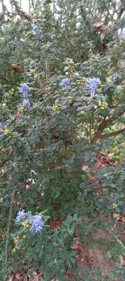 Ceanothus 9