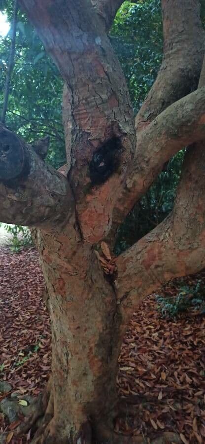 Amesiodendron 4