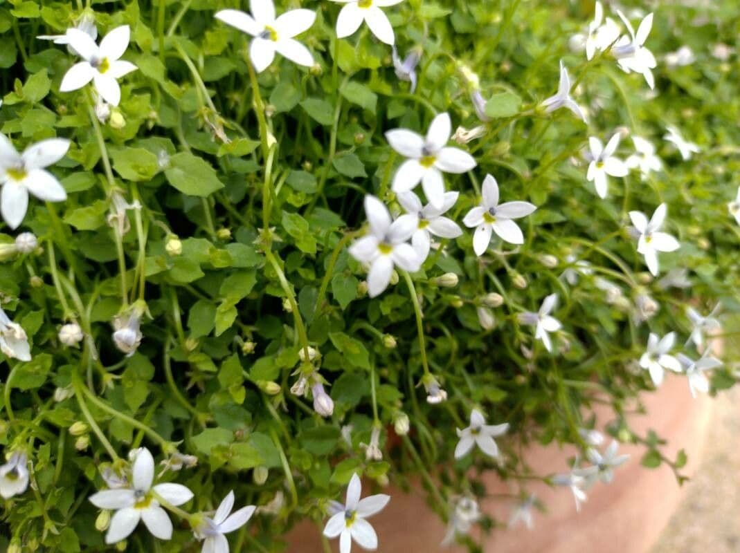Isotoma fluviale 3