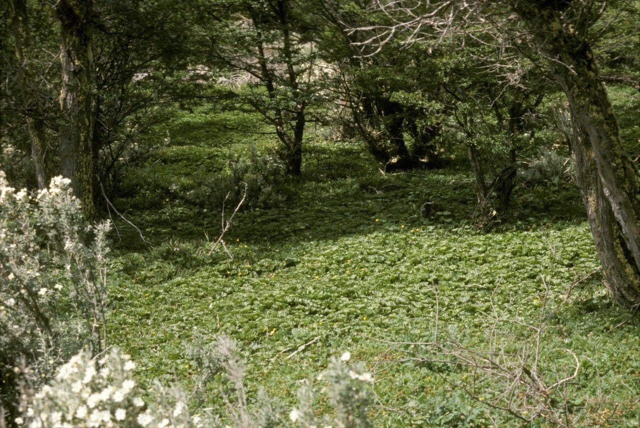 Magellan-Gunnera 5
