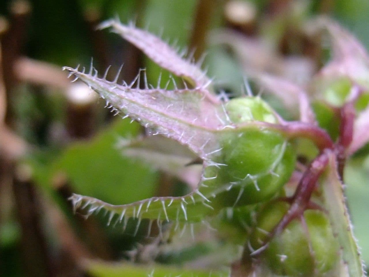 Nesselblättrige Glockenblume