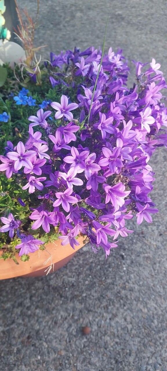 Campanilla adriática 3