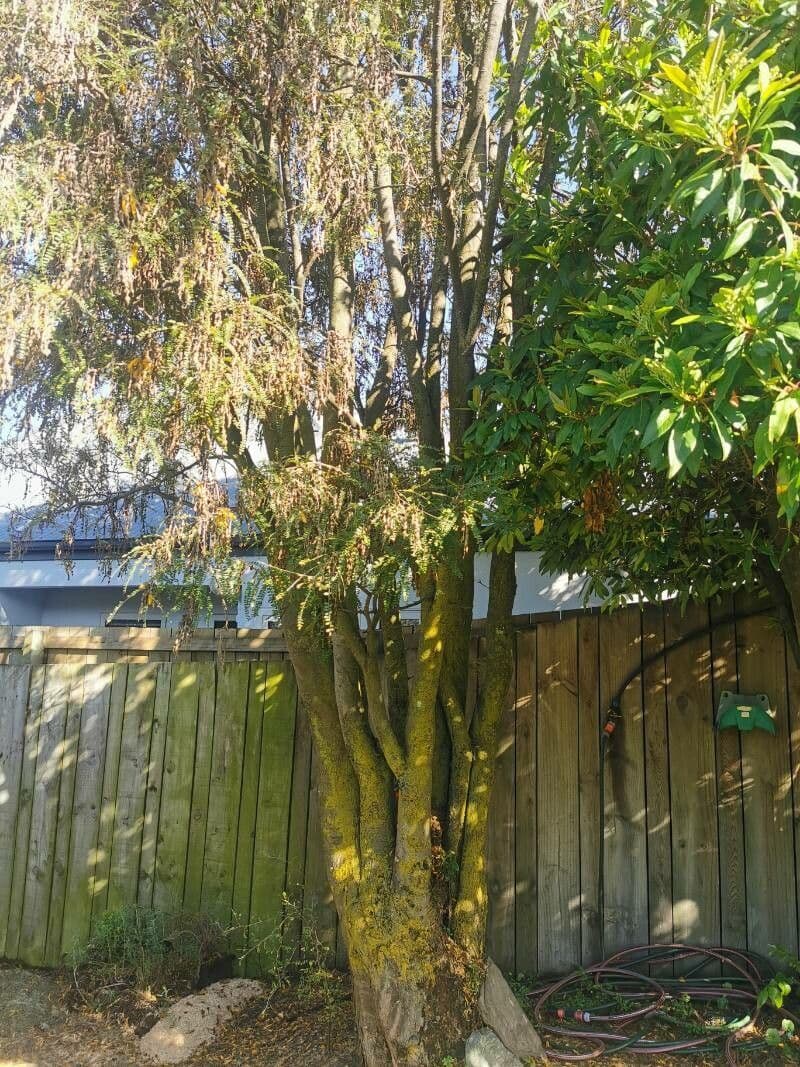 Sophora 12