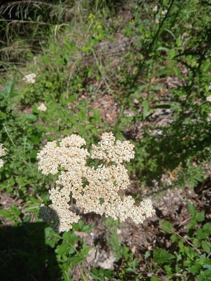 Achillea ligustica 7