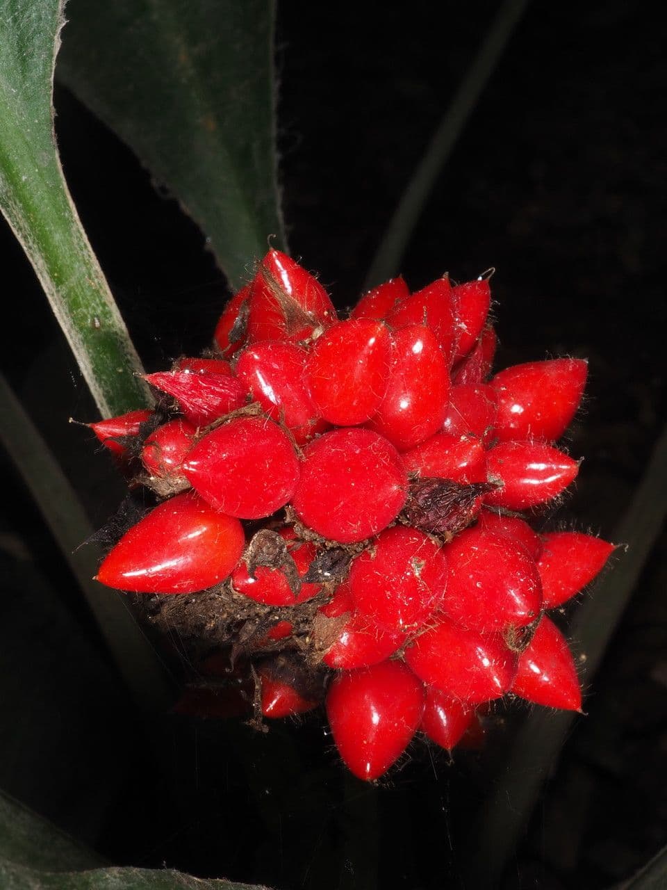 Palisota 5