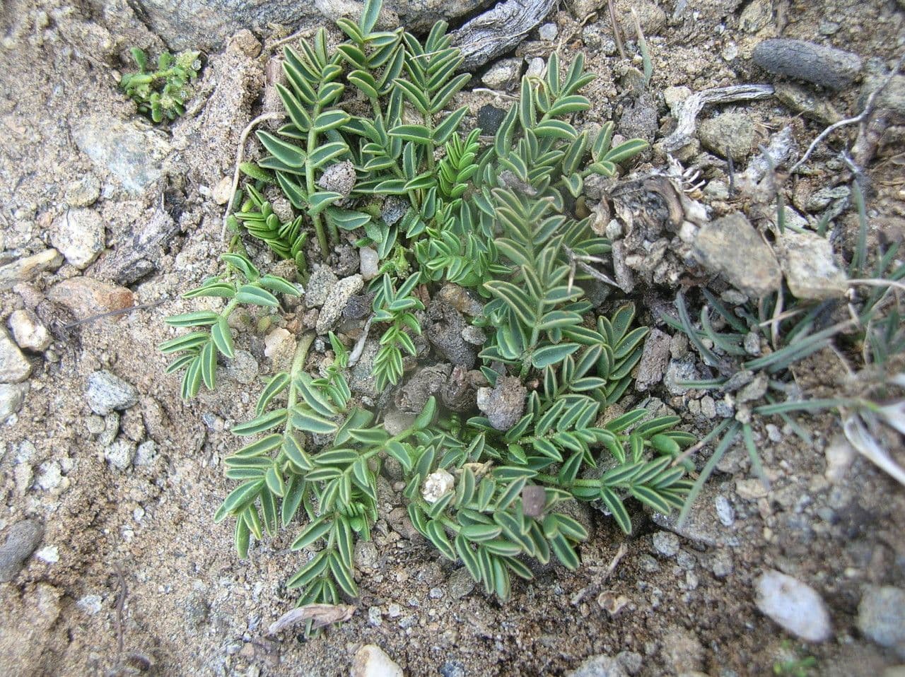Astragalo