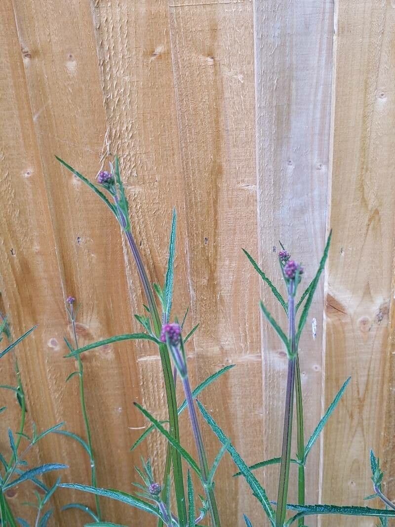Lessingianthus rubricaulis 4