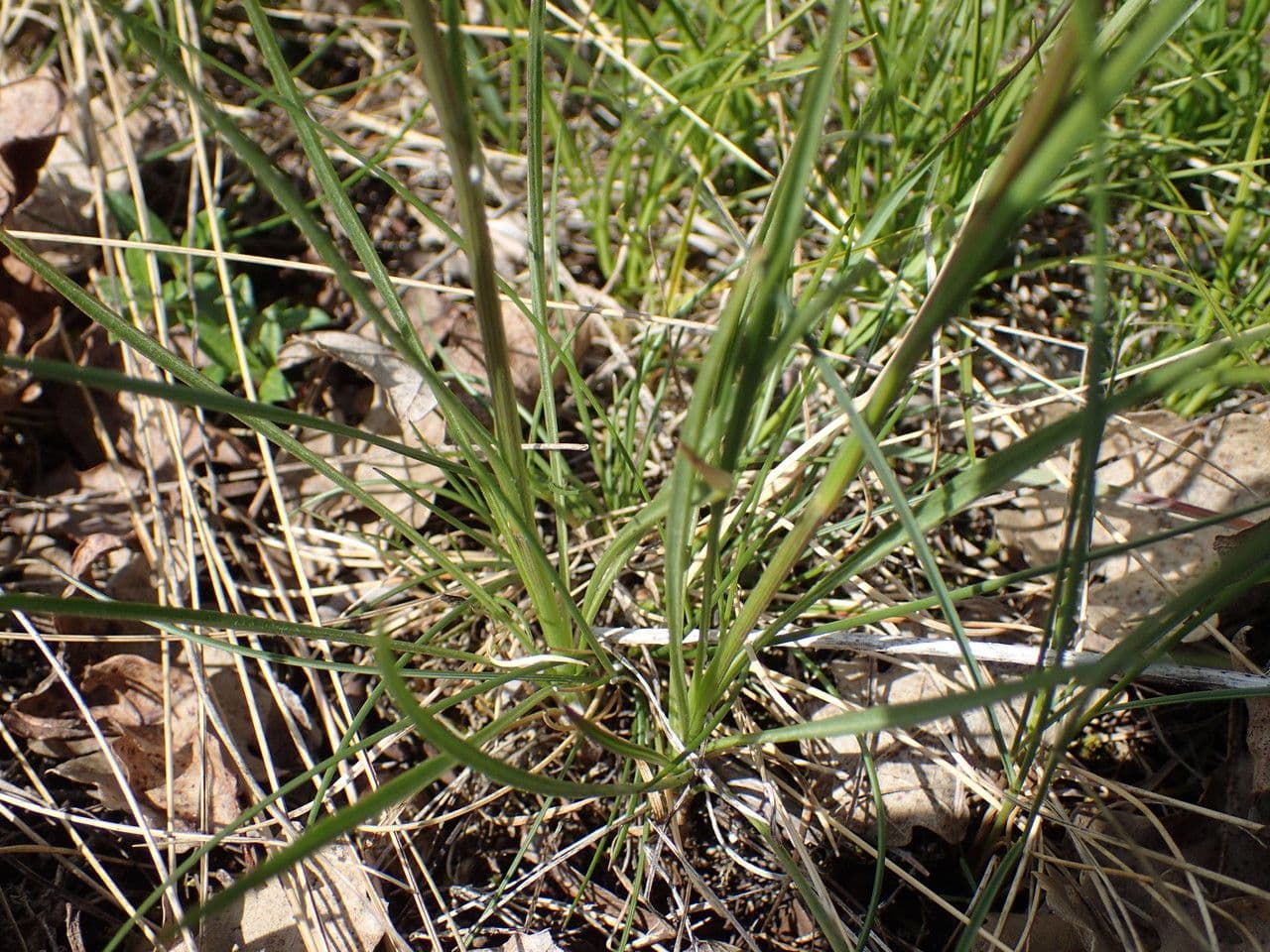 Podospermum 9