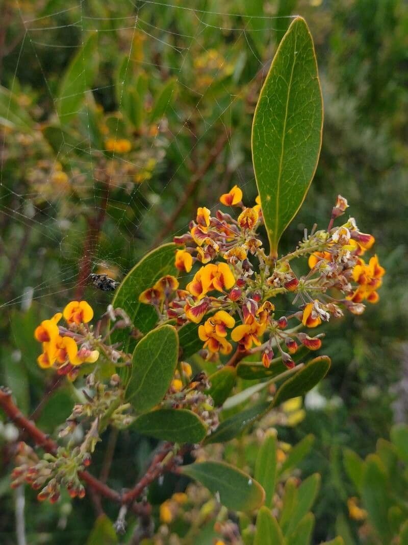 Daviesia corymbosa 2