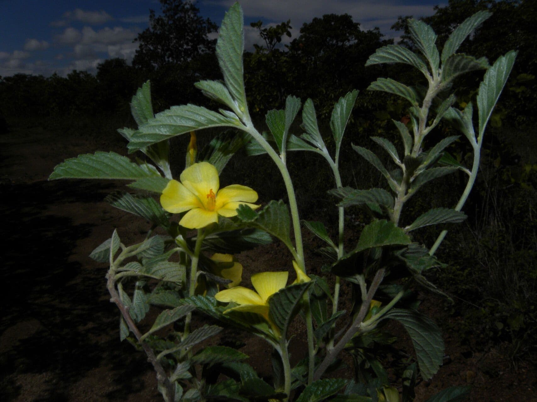 Turnera scabra 6