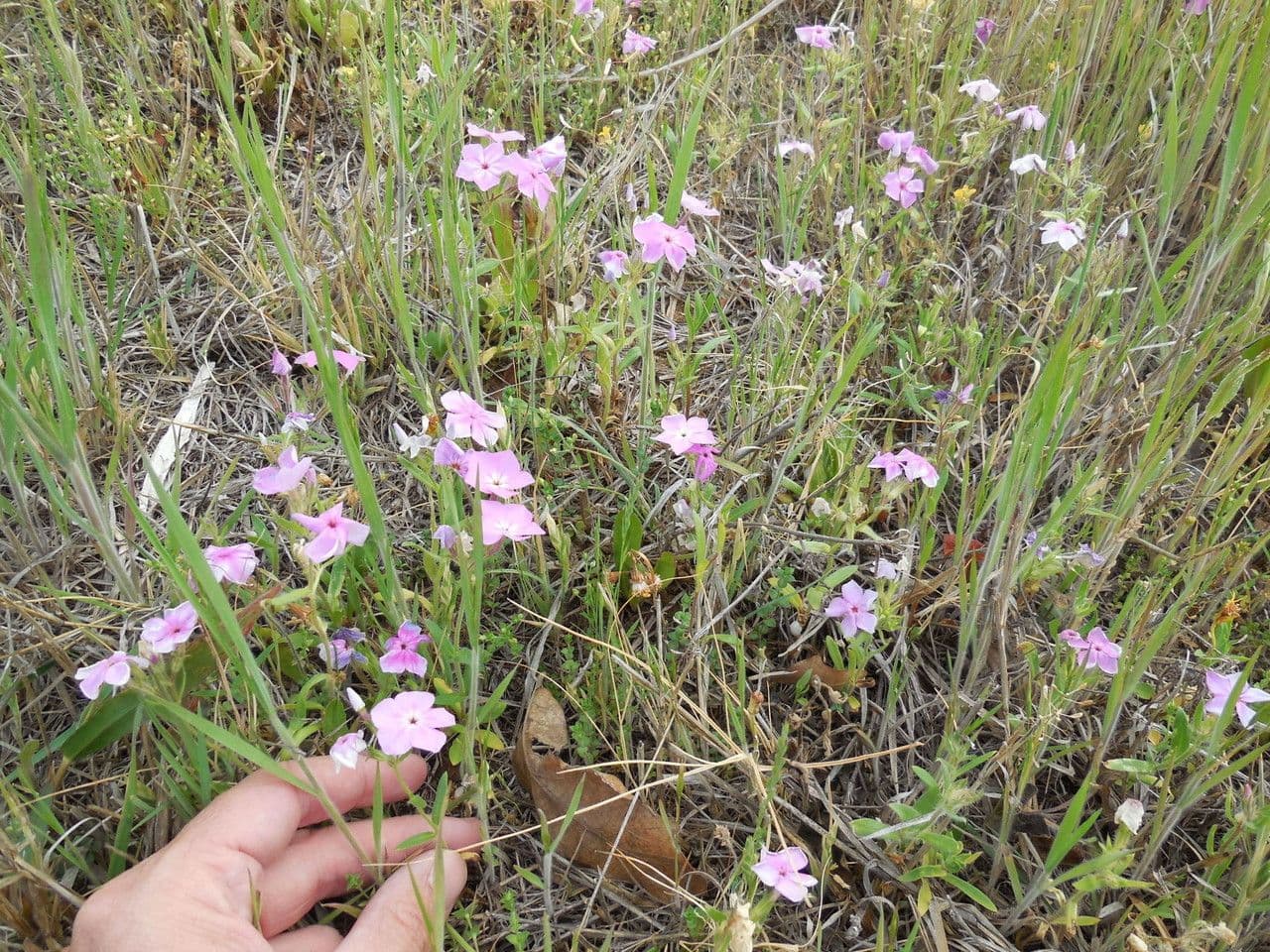 Phlox 5