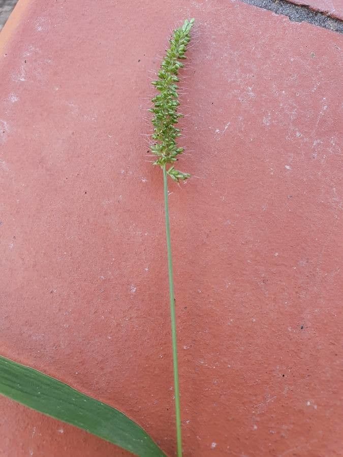 Igel-Hirse 20