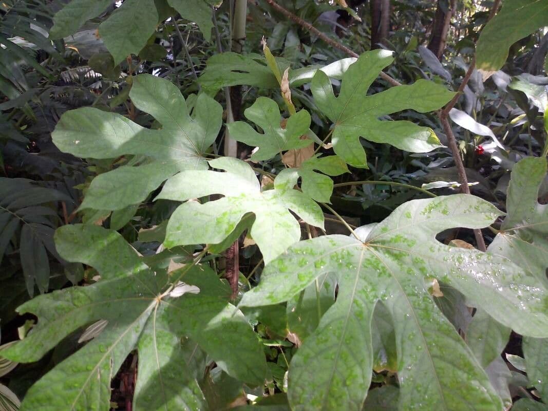 Kola