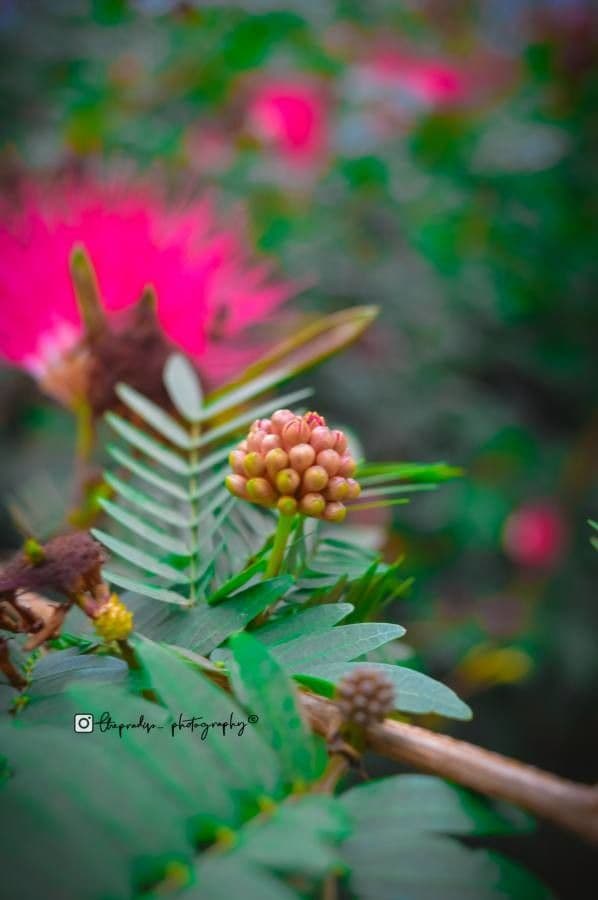Calliandra del Suriname 16