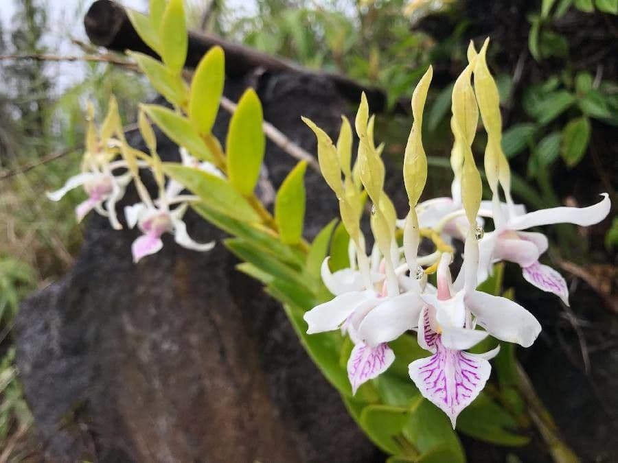 Orchidea antilope verde 5