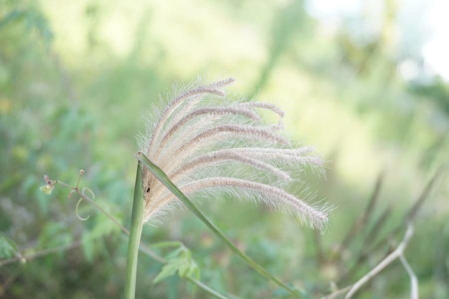 Chloris 6