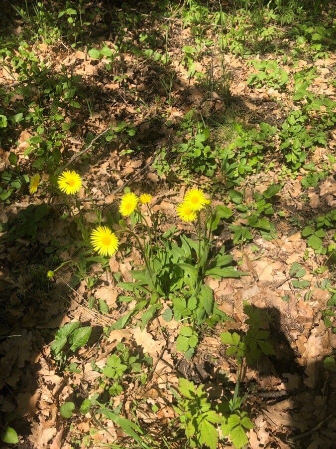 Plantain-leaf leopard's-bane 23