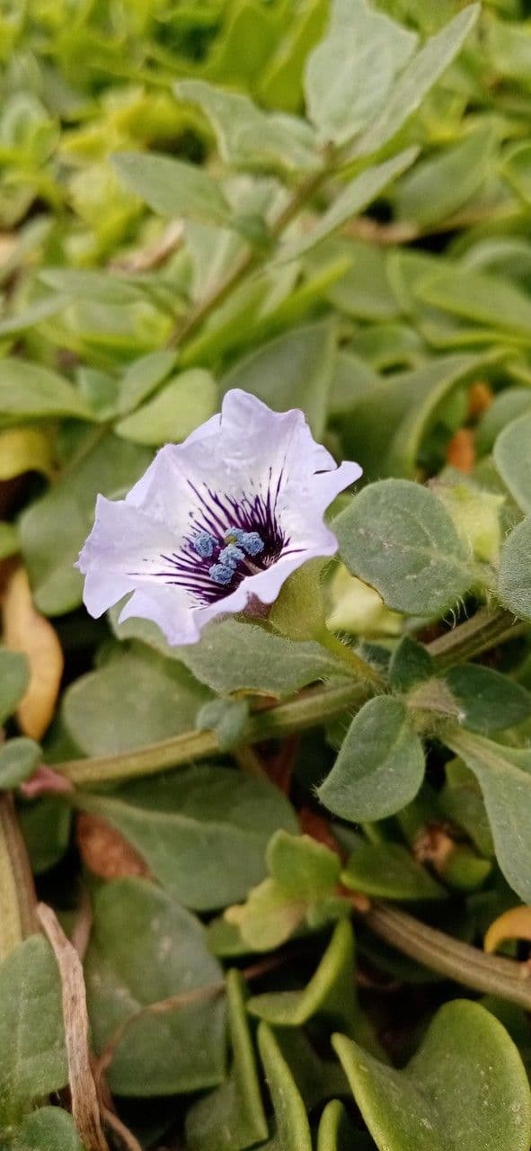 Kriechende Nolane