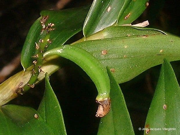 Dendrobium 9