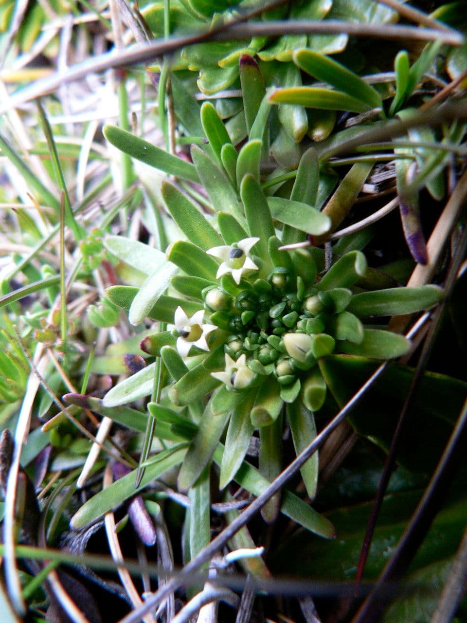 Lysipomia