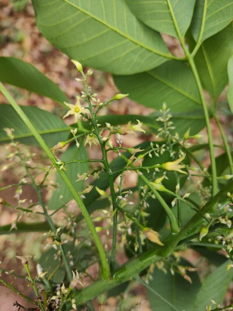 Hevea brazylijska 6