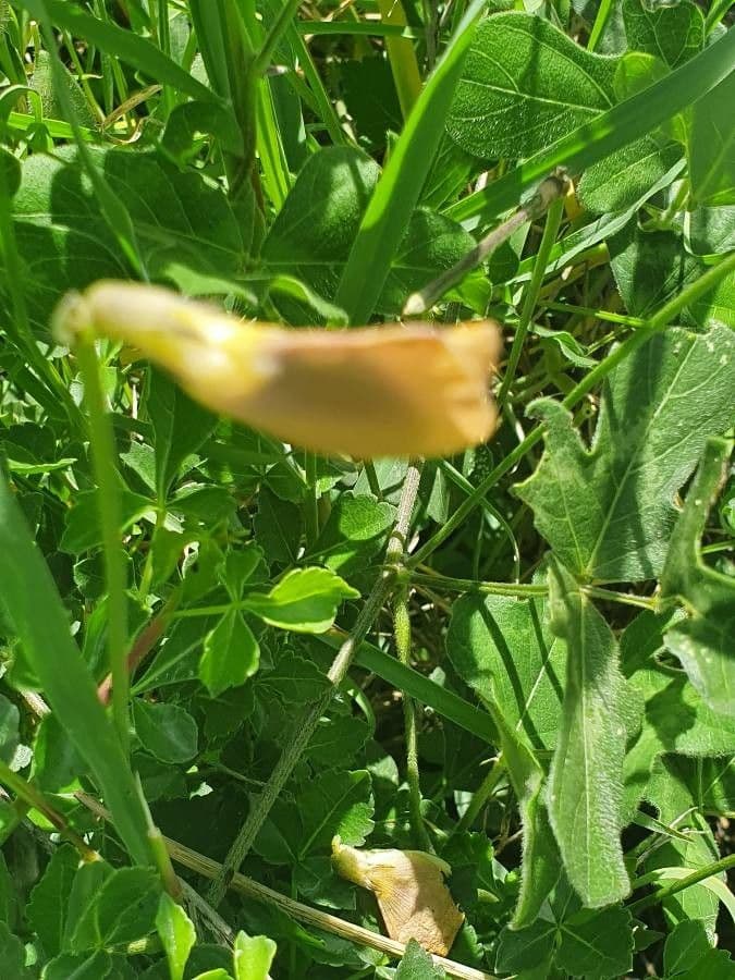 Vigna frutescens 20