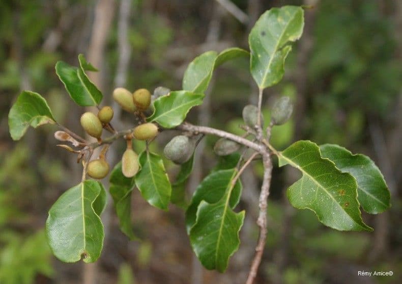 Elaeocarpus 2