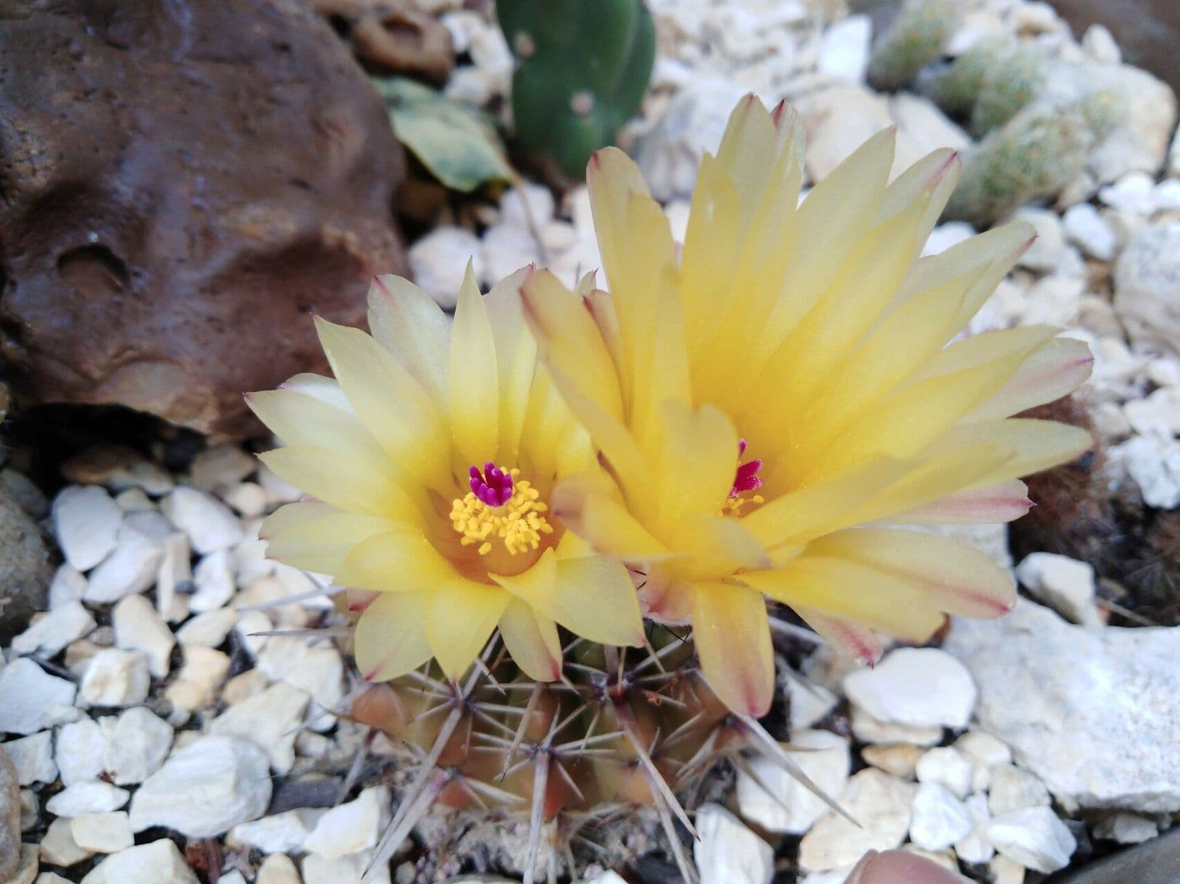Thelocactus setispinus 6